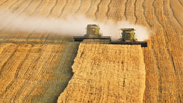 Giá cao kỷ lục thúc đẩy diện tích gieo trồng lúa mì của Ấn Độ tăng gần 11% so với năm trước