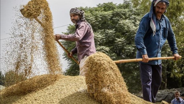 Ấn Độ chú trọng bảo vệ nông dân và điều tiết nông nghiệp