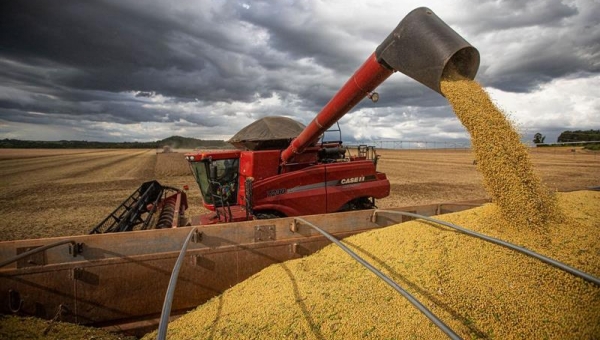 Ấn Độ cấm xuất khẩu lúa mì do nắng nóng khiến sản lượng sụt giảm