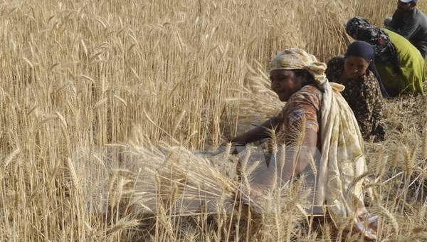 Chính phủ Ấn Độ cam kết chi nhiều tỷ USD để hỗ trợ nông dân
