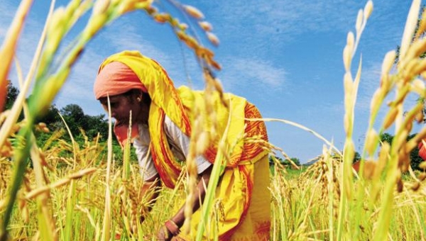 Đồng Rupee tăng mạnh làm giảm xuất khẩu gạo của Ấn Độ