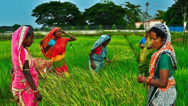 Giá gạo xuất khẩu tại Ấn Độ tiếp tục giảm mạnh vì nhu cầu suy yếu