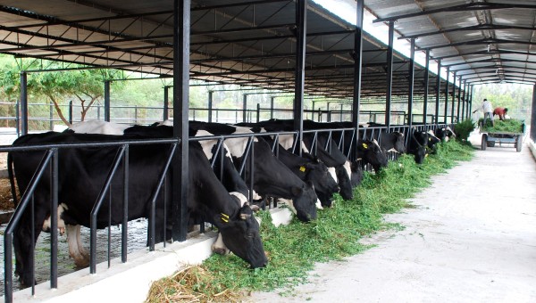 Ngành công nghiệp sữa của Ấn Độ tăng trưởng 12-14% trong năm tài chính 2023