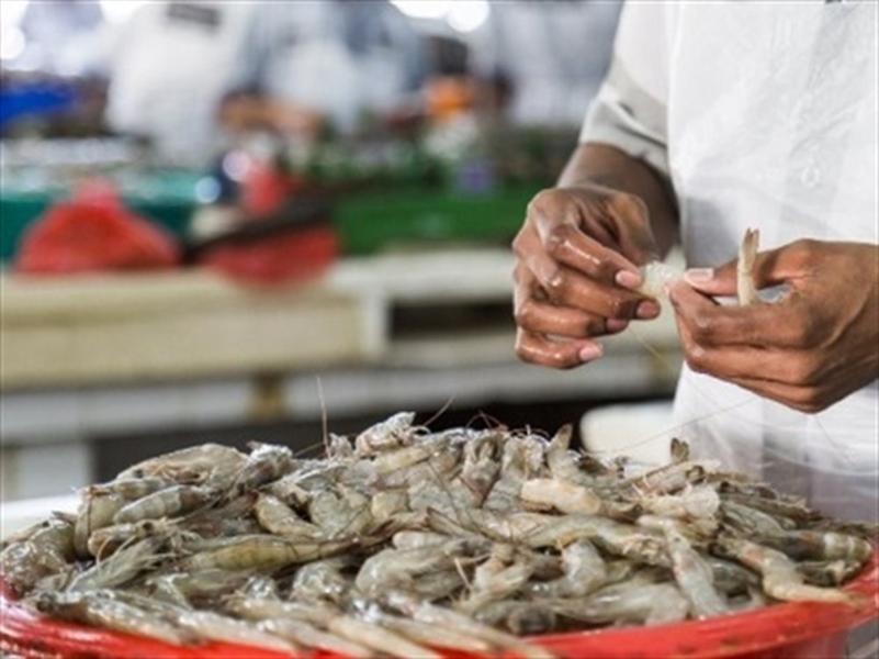 Người nuôi tôm Ấn Độ gặp khó do giá tôm giảm và thuế nhập khẩu artemia tăng