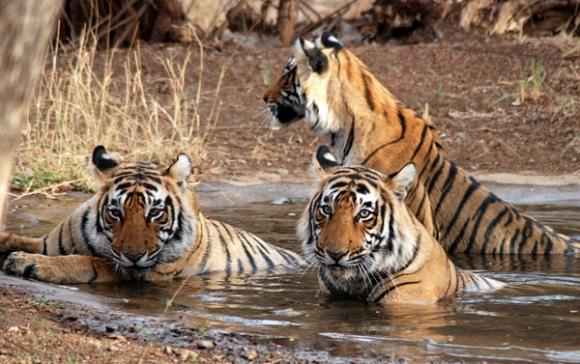 Di sản thiên nhiên thế giới: Công viên quốc gia Sundarban